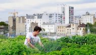 (FILES) In this file photo taken on August 24, 2017 an employee of urban farming start-up Aeromate checks on vegetables and aromatic herbs growing on the rooftop of a building owned by French public transport group RATP as part of a rooftop farming projec