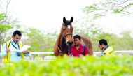 A horse goes through the vet check process ahead of the opening round of the Longines Global Champions Tour, yesterday.