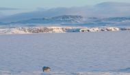 An undated handout picture shows a polar bear off the coast of the remote Russian northern Novaya Zemlya archipelago, a tightly-controlled military area where a village declared a state of emergency in February after dozens of bears were seen entering hom