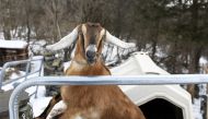 This March 6, 2019 handout photograph, obtained March 8, 2019 courtesy of the Rutland Herald, shows Lincoln, a Nubian goat, who was elected 