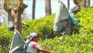 Teapickers at work at an estate in Nuwara Eliya District, Sri Lanka, March 2 2019. Thomson Reuters Foundation/Lisa Fuller