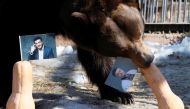 Buyan, a male Siberian brown bear, chooses a pumpkin with a photograph of candidate Petro Poroshenko while attempting to predict the winner of the Ukrainian presidential election, as a photo of candidate Volodymyr Zelenskiy is placed nearby, during an eve