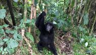 In Rwanda's Volcanoes National Park, a young gorilla hangs on a vine. Photo for The Washington Post by Mary Winston Nicklin
