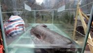 A Chinese giant salamander, the largest in the world, which can grow up to 1,8 meters in length, lies in a glass enclosure during the China International Conservation festival in Zhangjiajie, central China's Hunan province on December 10, 2005. AFP / Goh 