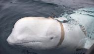 A white whale wearing a harness is seen off the coast of northern Norway, April 29, 2019. (Jorgen Ree Wiig/Sea Surveillance Service//NTB Scanpix via Reuters) 