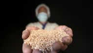 A man holds wheat at the grain silos in Cairo, Egypt, October 4, 2017. Reuters / Mohamed Abd El Ghany