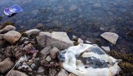 REPRSENTATIVE IMAGE:  A seal carcass and offal rests on the shoreline of the harbour in the town of Tasiilaq. Greenland, June 18, 2018. Reuters/Lucas Jackson