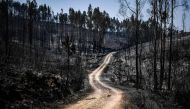 Picture shows a road along burnt forests after a wildfire in Macao, central Portugal on July 22, 2019. / AFP / Patricia De Melo Moreira