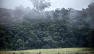 FILE PHOTO: Forest elephants are seen walk at Langoue Bai in Ivindo National Park near Makokou in central Gabon. Prevention is better than cure, May 20, 2019.  AFP / Amaury HAUCHARD
