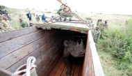 FILE PHOTO: A female black Rhino stands in a box before being transported during rhino translocation exercise In the Nairobi National Park, Kenya, June 26, 2018. REUTERS/Baz Ratner/File Photo