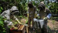 Beekeepers arrange a honeycomb at the community of Chengue, municipality of Ovejas, some 1,000 kms north of Bogota, Colombia, on August 29, 2019. AFP / JUAN BARRETO