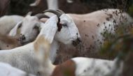 Goats are seen grazing on a hillside as part of fire prevention efforts on September 26, 2019 in South Pasadena, California.  AFP / Robyn Beck 