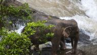 This photo by Thai News Pix taken on October 5, 2019 shows two elephants (one behind the other) trapped on a small cliff at a waterfall at Khao Yai National Park in central Thailand as rescuers work to save them. AFP / THAI NEWS PIX / PANUPONG CHANGCHAI