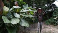 File photo of a cocoa farmer meant for representational purposes only.