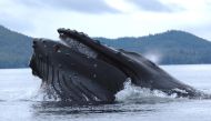 Humpback whale Megaptera novaeangliae straining krill in Alaskan sea. (Southeast National Oceanic and Atmospheric Administration) 