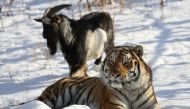 In this photo taken on November 30, 2015 and obtained from the Primorye Safari-Park official website, Amur, a tiger, resting close to a goat named Timur in an enclosure at the Primorye Safari Park. AFP 