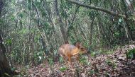 Camera trap image of the lost Silver-backed Chevrotain in Vietnam. (Photo by the Southern Institute of Ecology/Global Wildlife Conservation/Leibniz Institute for Zoo and Wildlife Research/NCNP)