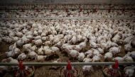 Thousands of chickens are seen in a chicken coop, in Kondrajec Panski, Poland on October 1, 2019.  AFP / Wojtek Radwanski
 