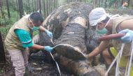 Indonesian Natural Resources Conservation Center (BKSDA) veterinarians examine a Sumatran elephant which died at the industrial timber plantation of PT Arara Abadi in Siak, Riau province, Indonesia, November 19, 2019 in this photo taken by Antara Foto. An