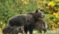 A bear is pictured next to her three cubs at a bear observatory next to Tusnad touristic resort in central Romania, October 19, 2019. AFP / Daniel Mihailescu