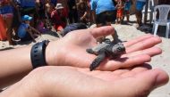 A member of a Tunisian conservation association shows a marine turtle hatchling at a beach on Tunisia's Kuriat Island, on August 17, 2019. AFP / Akim Rezgui
 