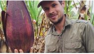 James Borrell, a scientist at London's Royal Botanic Gardens, Kew, holds a fruit from an enset plant - described as 