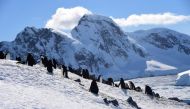 Barbijo penguins (Pygoscelis antarcticus) are seen at Orne Harbour in South Shetland Islands, Antarctica on November 08, 2019. AFP / Johan Ordonez 
