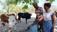 Daniel and Siphiwe Moyo offer feed to one of their drought-emaciated cows in Nesigwe village, in Zimbabwe's Nkayi district, November 6, 2019. Thomson Reuters Foundation/Busani Bafana