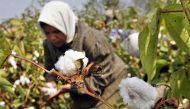 Representative image (An Egyptian farmer collects cotton harvest at farm in al-Massara village near the Nile delta city of Mansura north of Cairo. AFP)  