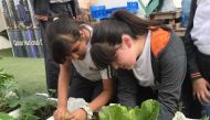 Students harvesting leafy vegetables in a school which they cultivated themselves under ‘Farm Your Country’ initiative. The project aims to implement plans and programmes in the field of agricultural awareness for school students and to achieve the desire