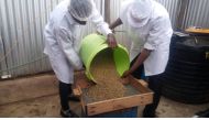 Workers wash millet to prepare it for popping in Embu, Kenya, September 9, 2019. Thomson Reuters Foundation/Wesley Langat