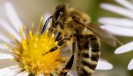 A bee collects pollen from a flower on October 4, 2017 at the botanical garden in Munich, southern Germany. AFP / dpa / Sven Hoppe