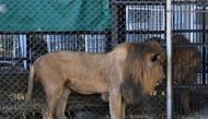 View of two lions, from a group of 12 tigers and 5 lions that had been rescued from Guatemalan circuses, before being transferred to South Africa, in Santa Elena Barillas, Colonia San Gregorio, 29km of Guatemala City, on January 18, 2020. AFP / Orlando Es