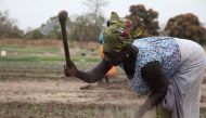 Farmer Jankey Drammeh works in a communal vegetable garden in the village of Jali, Gambia, January 23, 2020. Thomson Reuters Foundation/Nellie Peyton