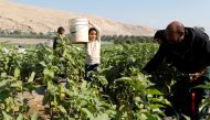 FILE PHOTO: Palestinian farmer Mohammad Masaeed picks up eggplants with his family in his farm in the village of Al-Jiftlik near Jericho in the Israeli-occupied West Bank February 5, 2020. Picture taken February 5, 2020. REUTERS