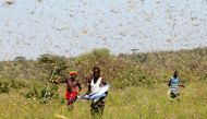 Samburu men attempt to fend-off a swarm of desert locusts flying over a grazing land in Lemasulani village, Samburu County, Kenya January 17, 2020. Reuters/Njeri Mwangi