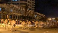 A herd of camels walk across the streets in Tripoli, Libya, February 19, 2020. Reuters / Ahmed Elumami