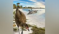 Artist's reconstruction of the world's oldest-known anatomically modern bird, Asteriornis maastrichtensis, in this handout photo released to Reuters on March 17, 2020. Phillip Krzeminski/Handout via Reuters