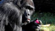 FILE PHOTO: Western lowland gorilla Fatou eats a hard-boiled Easter Egg during a media event at the Zoo in Berlin, Germany, April 16, 2019. REUTERS/Fabrizio Bensch