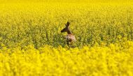  A deer feeds in a western Canadian canola field which are in full bloom this week before it will be harvested later this summer in rural Alberta, Canada July 23, 2019. Reuters/Todd Korol
 
