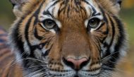 Nadia, a 4-year-old female Malayan tiger at the Bronx Zoo. 