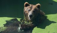 A brown bear such as this was spotted walking with her three cubs along a normally busy lakeshore in Greece (AFP Photo/Attila KISBENEDEK)
