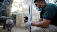 A baby baboon is held by a worker as its father is seen in a glass enclosure at the Qalqilya Zoo, where workers say a coronavirus lockdown has led to a boom in animal births, in Qalqilya in the Israeli-occupied West Bank June 11, 2020. Reuters/Raneen Sawa