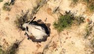 A dead elephant is seen in this undated handout image in Okavango Delta, Botswana May-June, 2020. PHOTOGRAPHS OBTAINED BY REUTERS/Handout via REUTERS 
