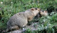 FILE PHOTO: Two marmots meet at the entrance of their lair in Yushu, west China's Qinghai province July 28, 2007. REUTERS/Jason Lee/File Photo