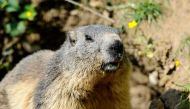 (FILES) In this file photo taken on May 25, 2016 a marmot is pictured at the Animal Park of Sainte-Croix in Rhodes, eastern France./ AFP / Jean Christophe VERHAEGEN
