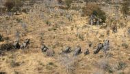 A herd of elephants walk through the bush near Seronga, in the Okavango Delta, Botswana, July 9, 2020. REUTERS/Thalefang Charles NO RESALES. NO ARCHIVES
