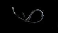 The ultra-black Pacific blackdragon (Idiacanthus antrostomus), among the deep-sea fish found to have a unique arrangement of pigment-packed granules that enables them to absorb nearly all of the light that hits their skin so that as little as 0.05% of tha