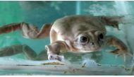 The Lake Titicaca water frog is the world's largest aquatic amphibian, growing up to six inches long (145 millimeters) (AFP Photo/Carlos MANDUJANO)
