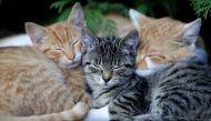 FILE PHOTO: Cats sleep in the village of Krompach near the town of Cvikov, Czech Republic, Aug. 26, 2018. REUTERS/David W Cerny/File Photo